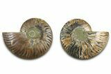 Cut & Polished Ammonite Fossil - Madagascar #377540-1